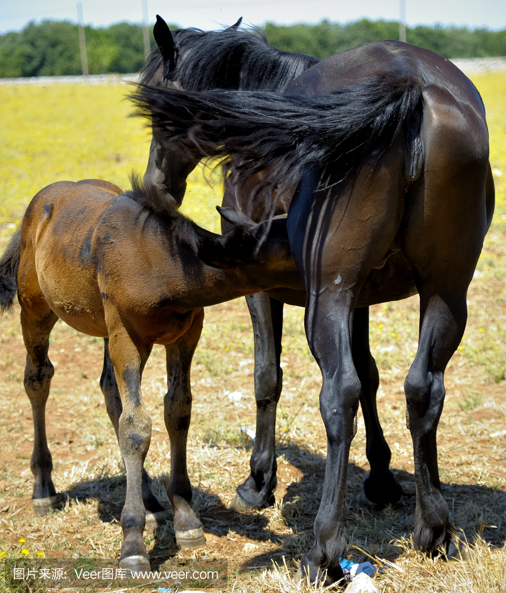 小雌马,小母马,母驹,幼龄母马