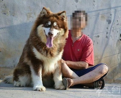 巨贵犬和阿拉斯加哪个好养_养阿拉斯加还是哈士奇_红色阿拉斯加怎么养