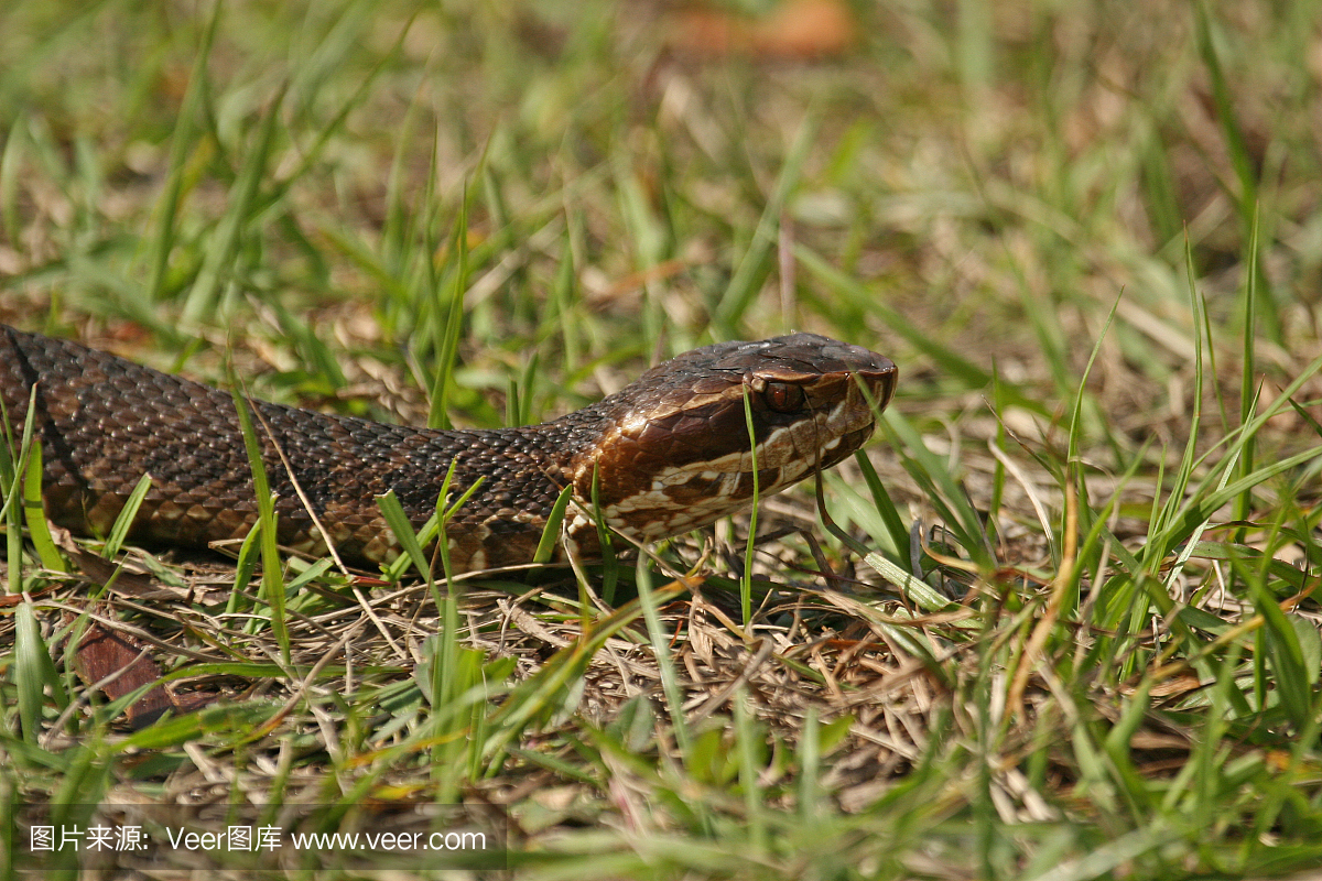 佛罗里达州Cottonmouth蛇