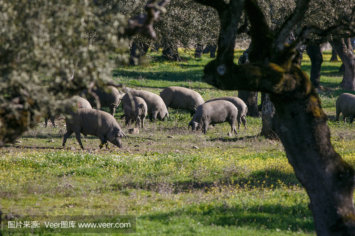 伊比利亚风格,古高加索,伊比利半岛,伊比利亚语