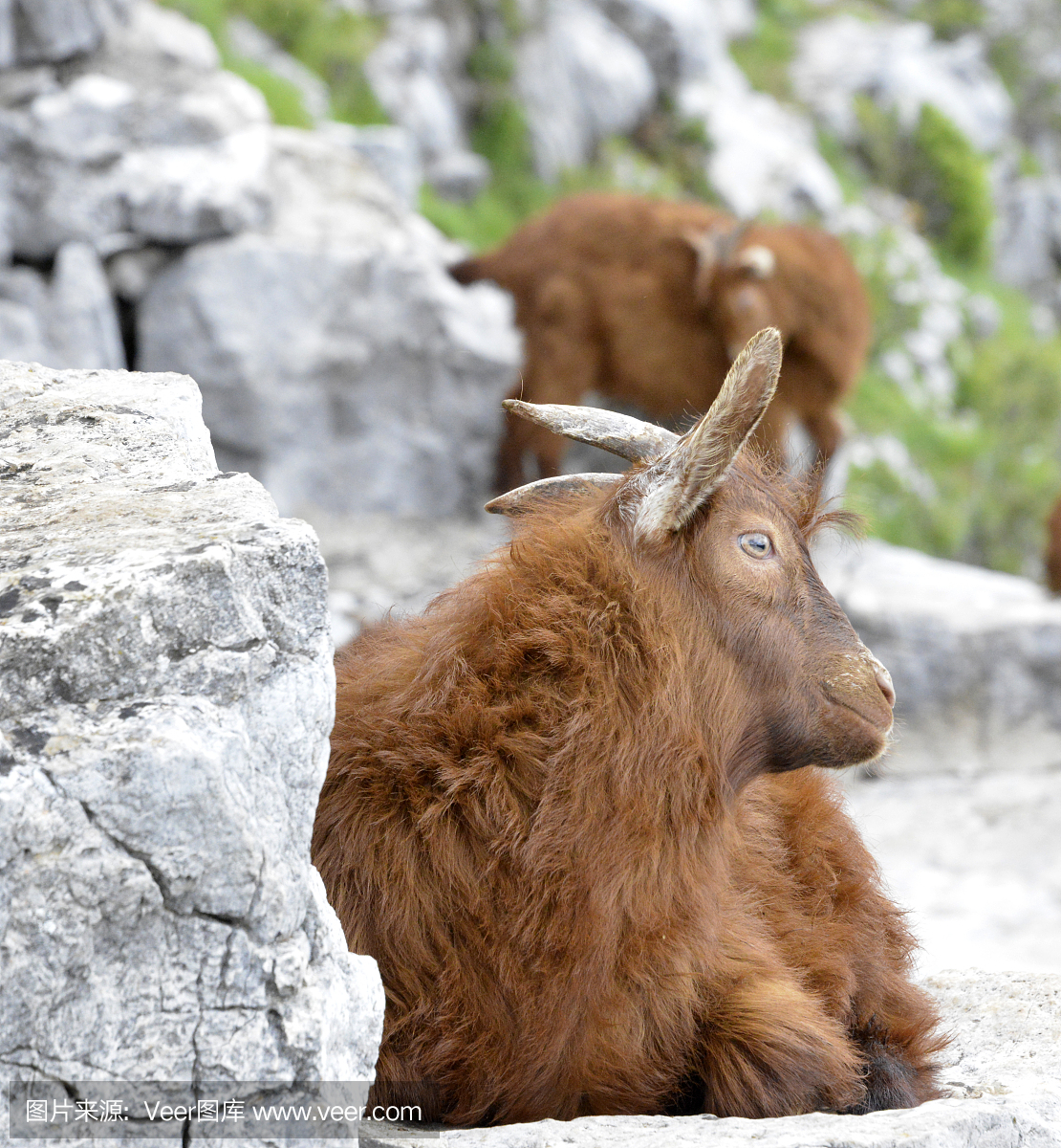 农业,有蹄哺乳动物,肖像,侏儒
