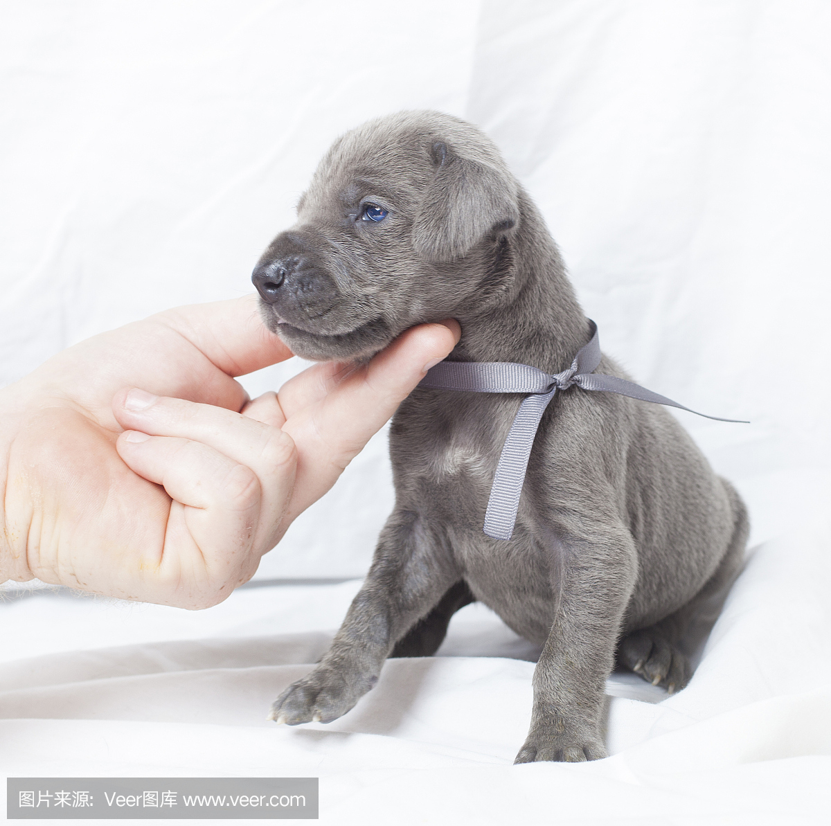 大丹狗,大丹犬,丹麦种大狗,大丹犬狗