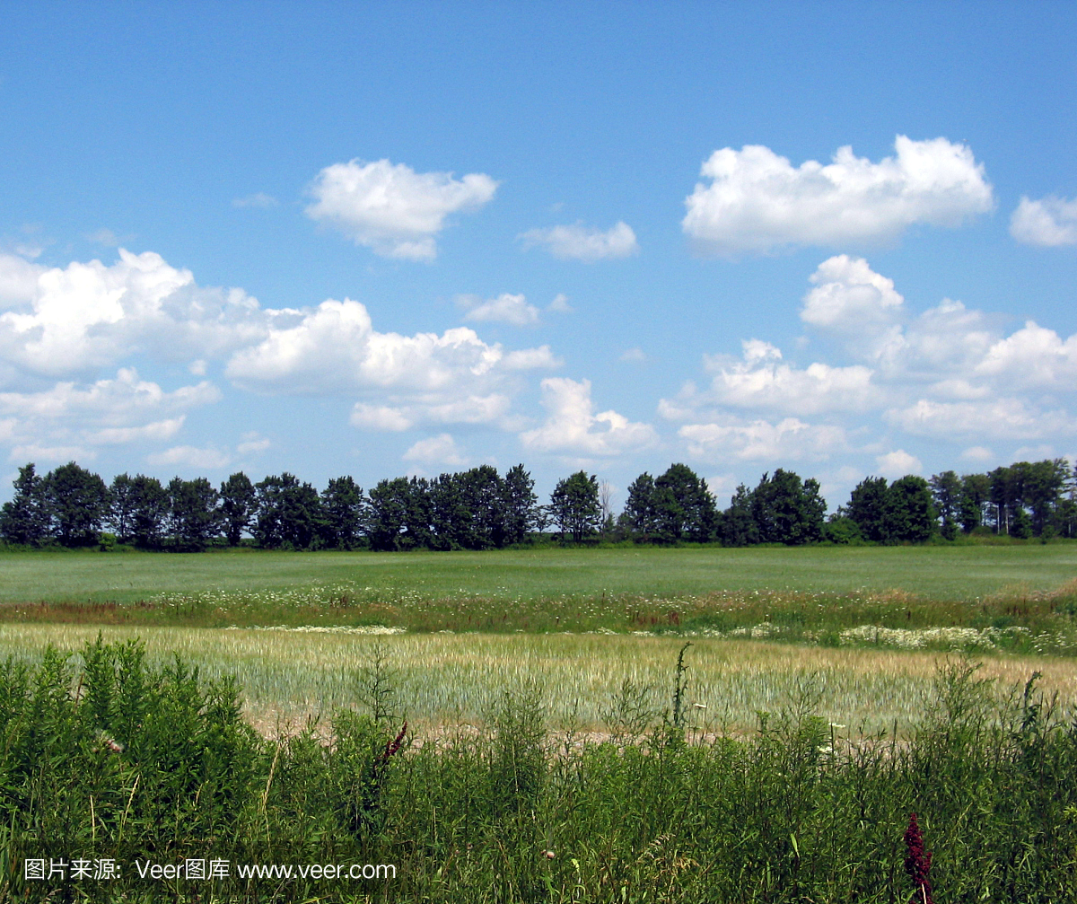 枯草热,干草热,花粉过敏症,花粉热