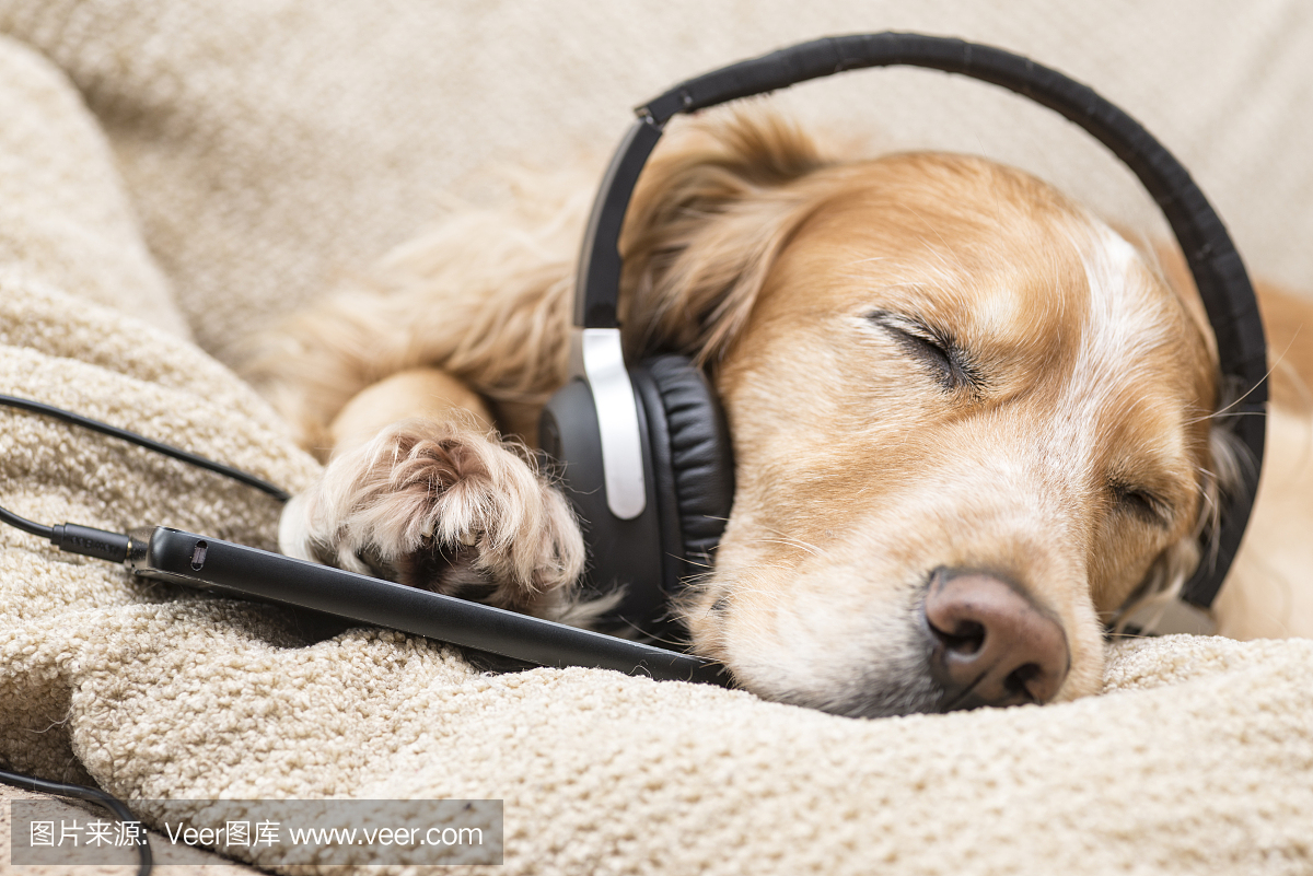 听音乐手机的狗