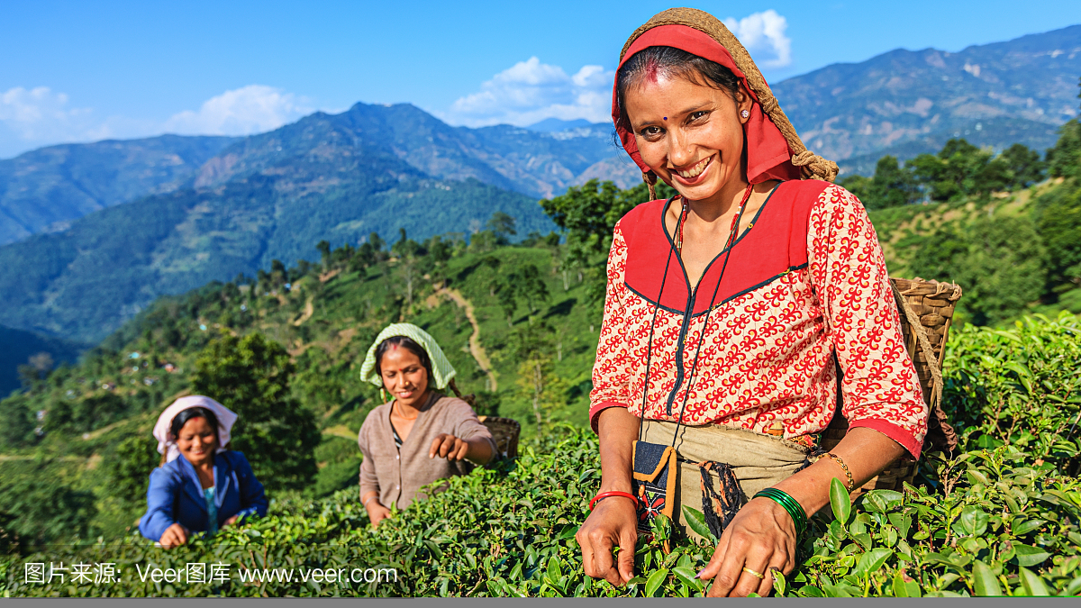 印度扒手在印度大吉岭拔毛茶叶