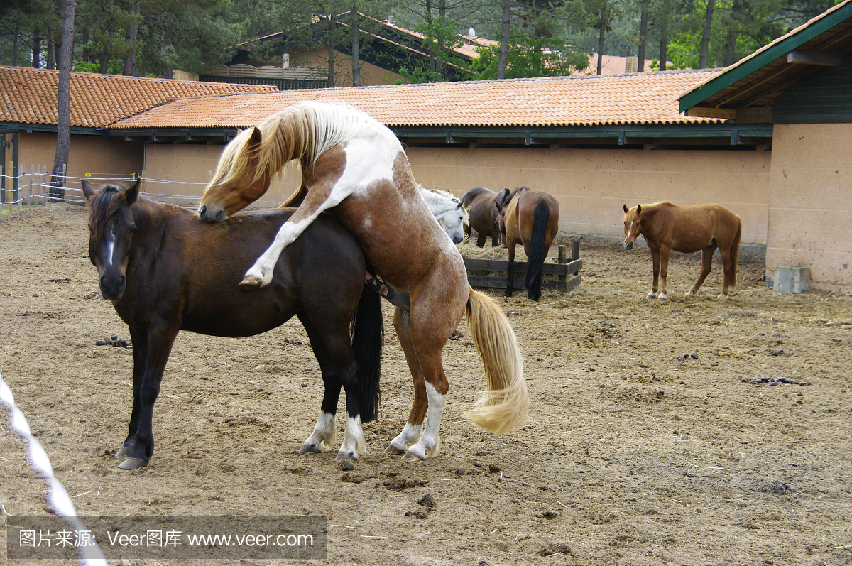 水平画幅,家畜,两只动物,动物习性