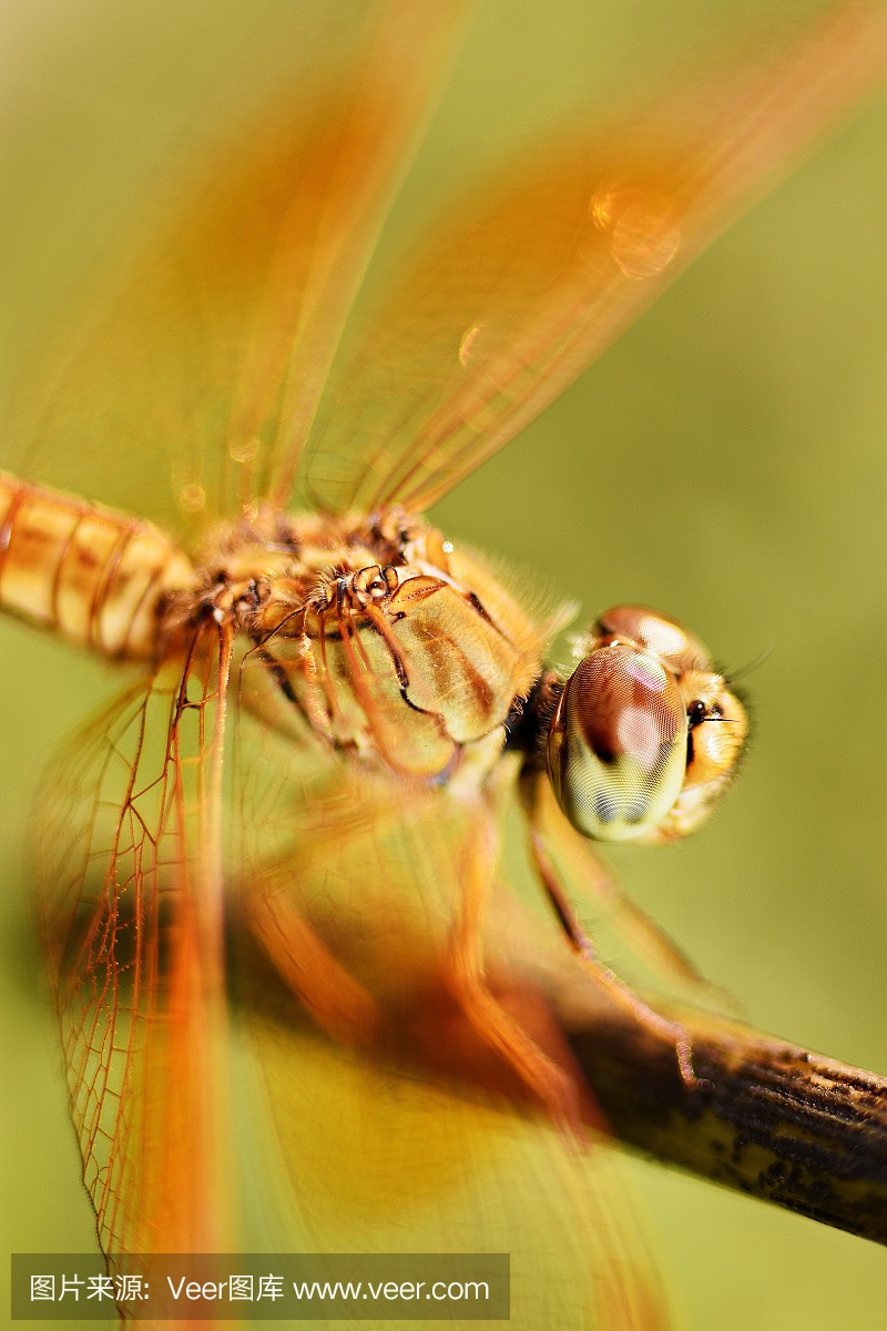 复眼,昆虫的复眼,蜻蜓,大蜻蜓