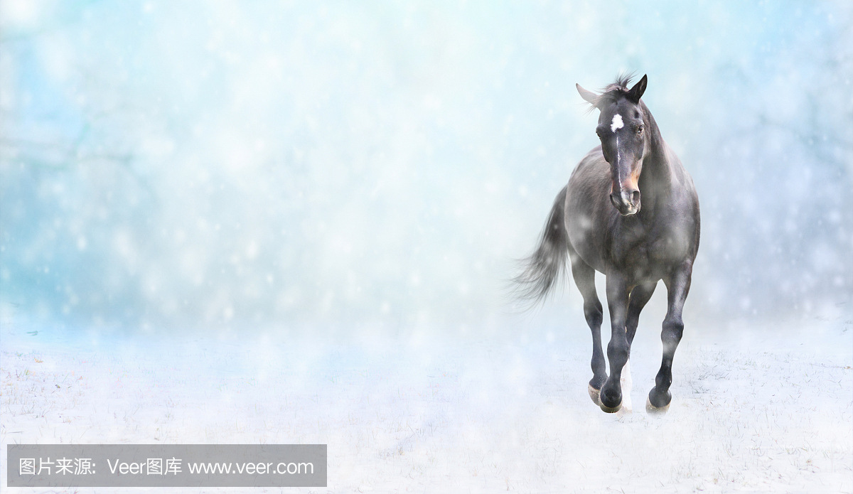 在雪中跑黑马,网站冬季横幅