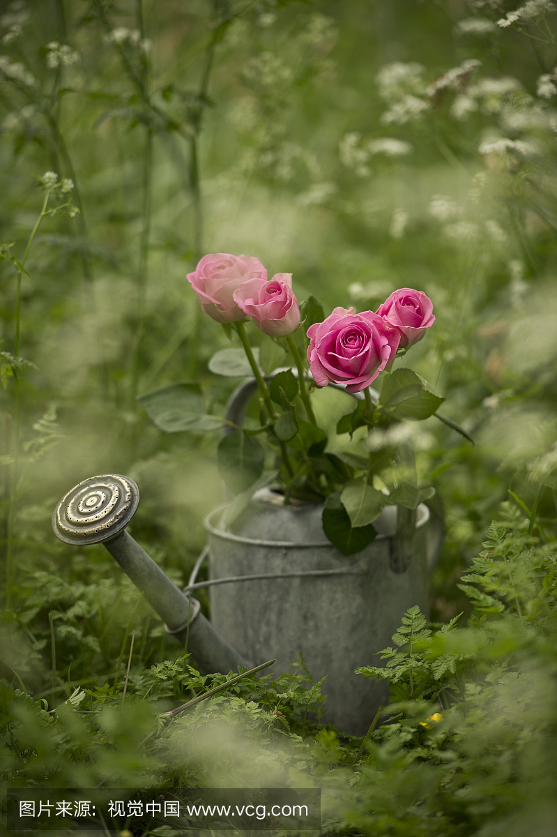锌浇水罐和粉红玫瑰英文花园