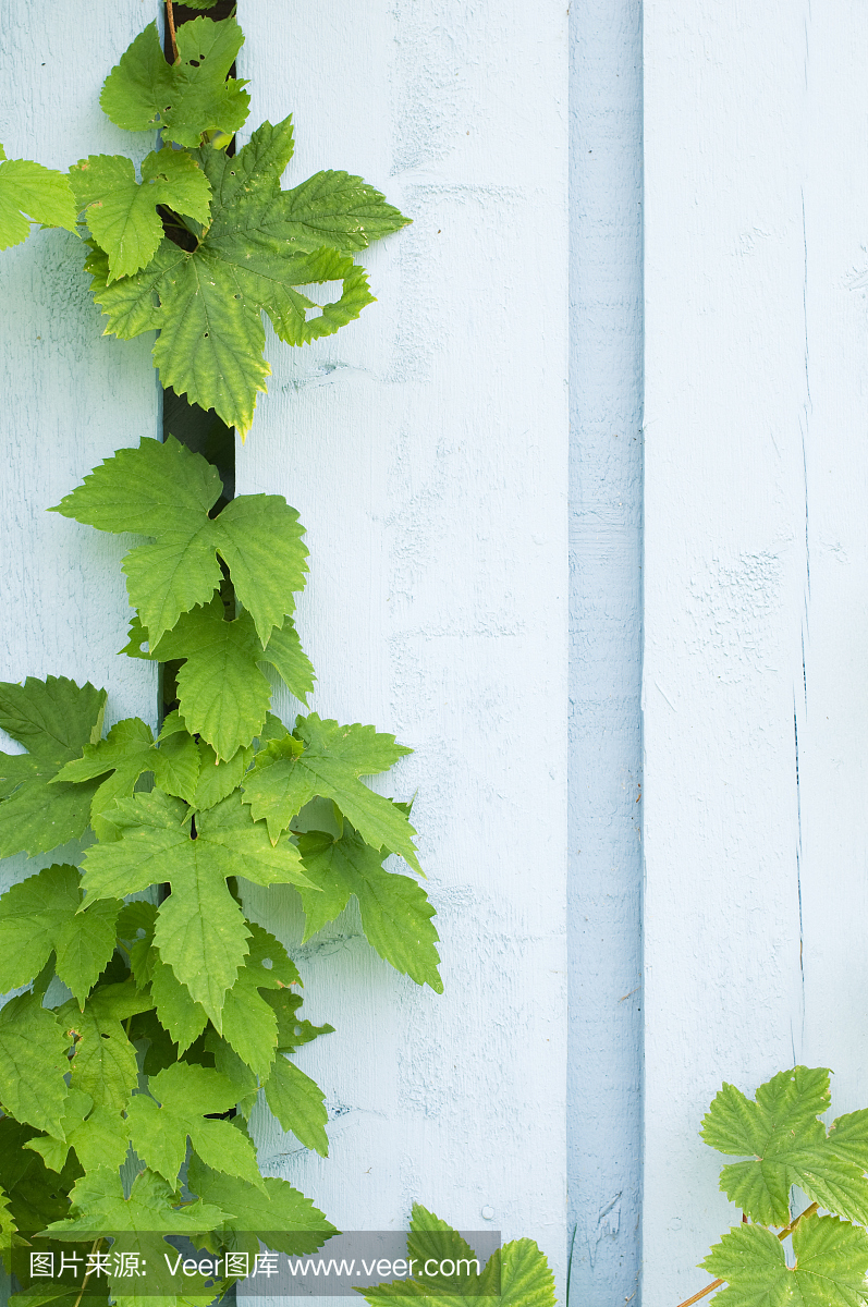 Hop(葎草属)篱笆上爬