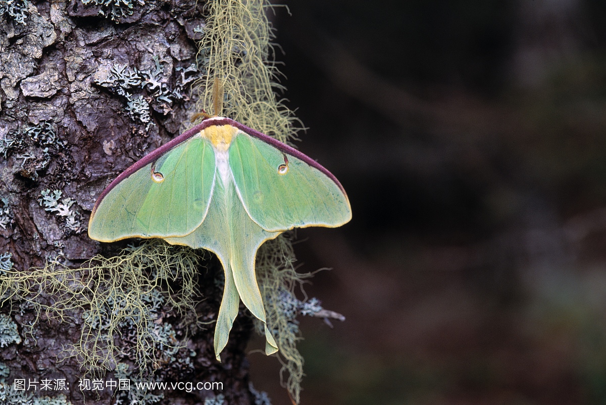 昆虫,一只动物,户外,动物