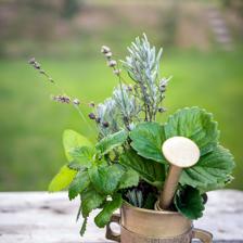 防臭木,油鞭草属,蜜蜂花,薄荷属