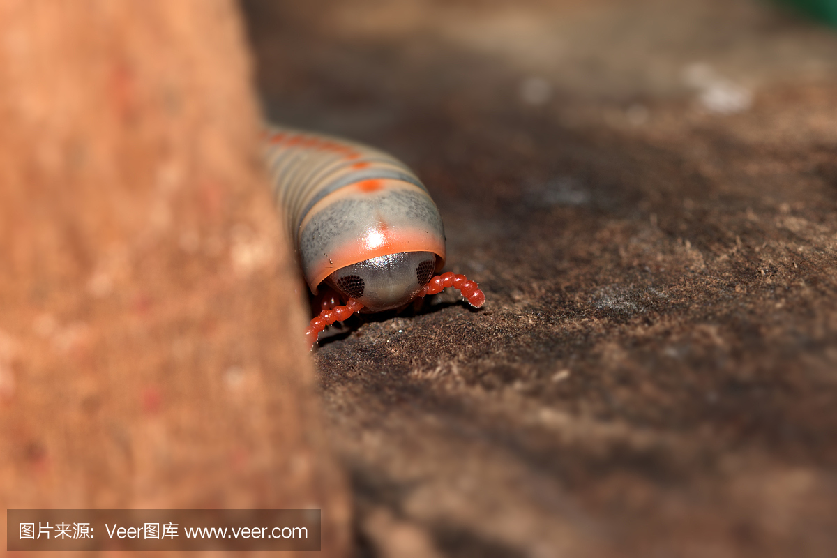 白色千足虫接近她的头