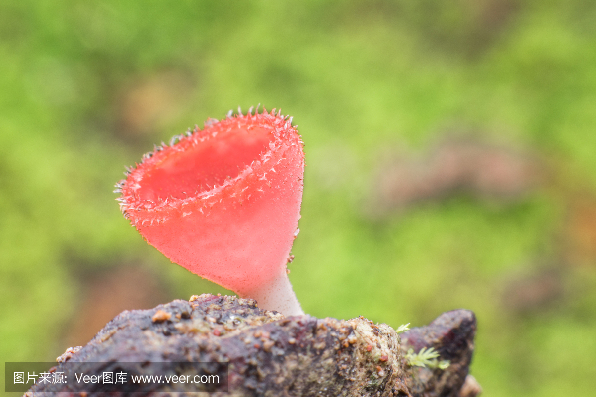 子囊,非典型鳞状细胞,非典型细胞,不典型鳞状细胞