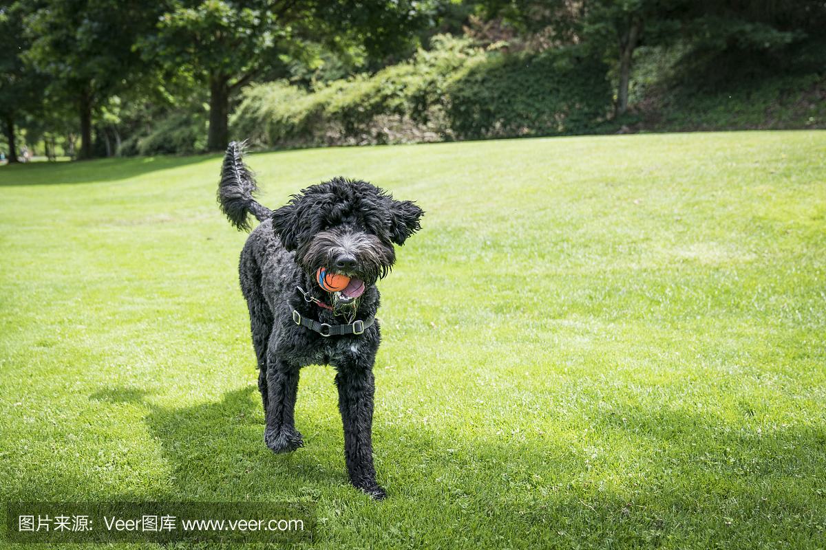葡萄牙水犬,纯种犬,球,受过训练的狗