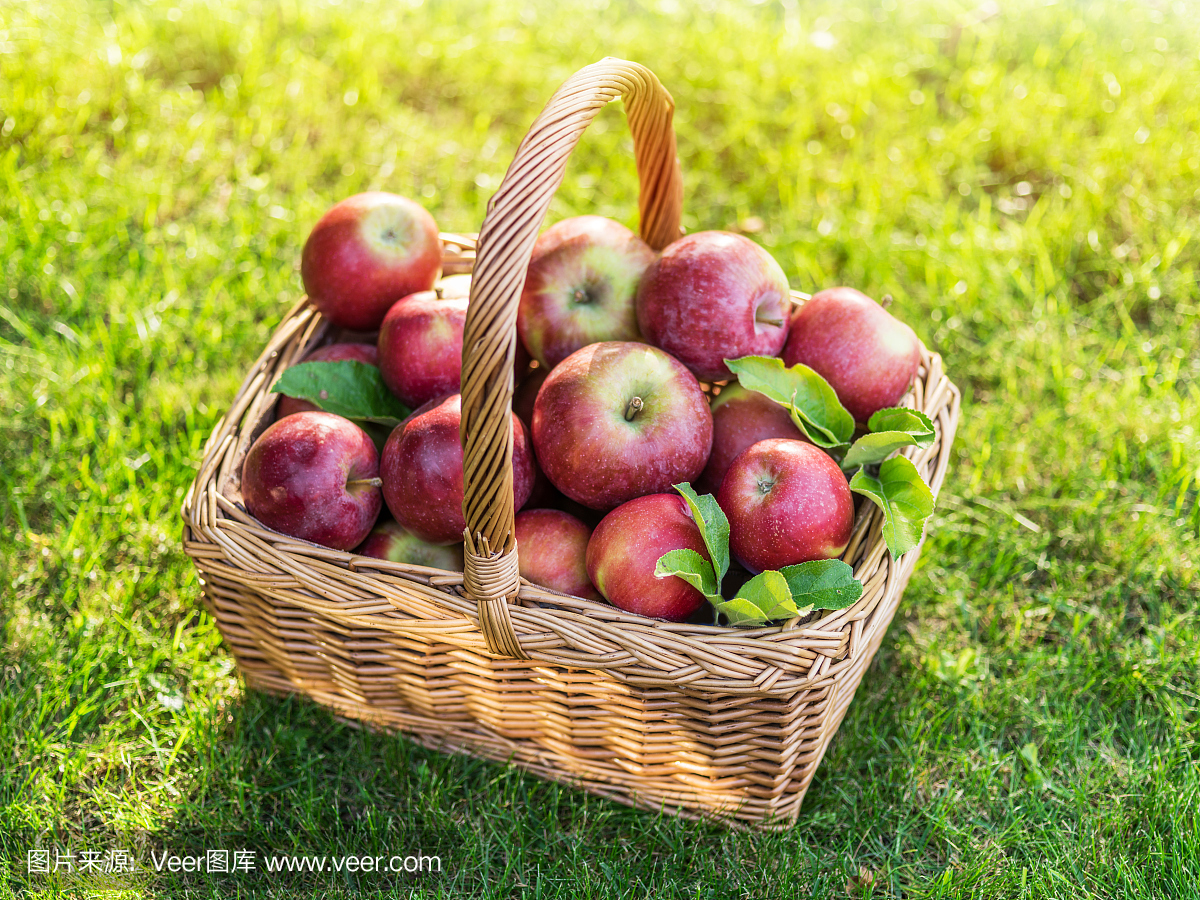 Ripe red apples in the basket on the green gras