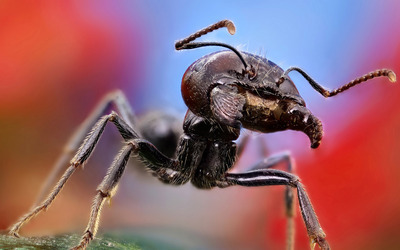 清新可爱的蚂蚁昆虫世界图片桌面壁纸高清大图-389kb