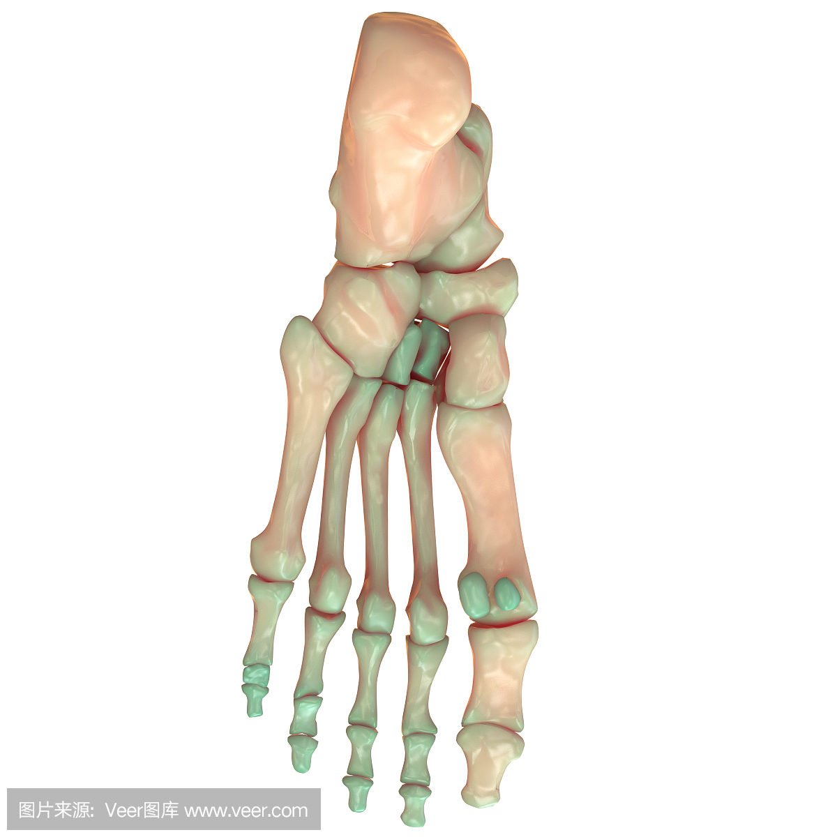 人体骨骼系统足部关节解剖学(后视图)