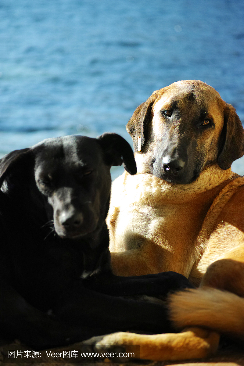 在晴朗的天气中站在海滩上的两只狗