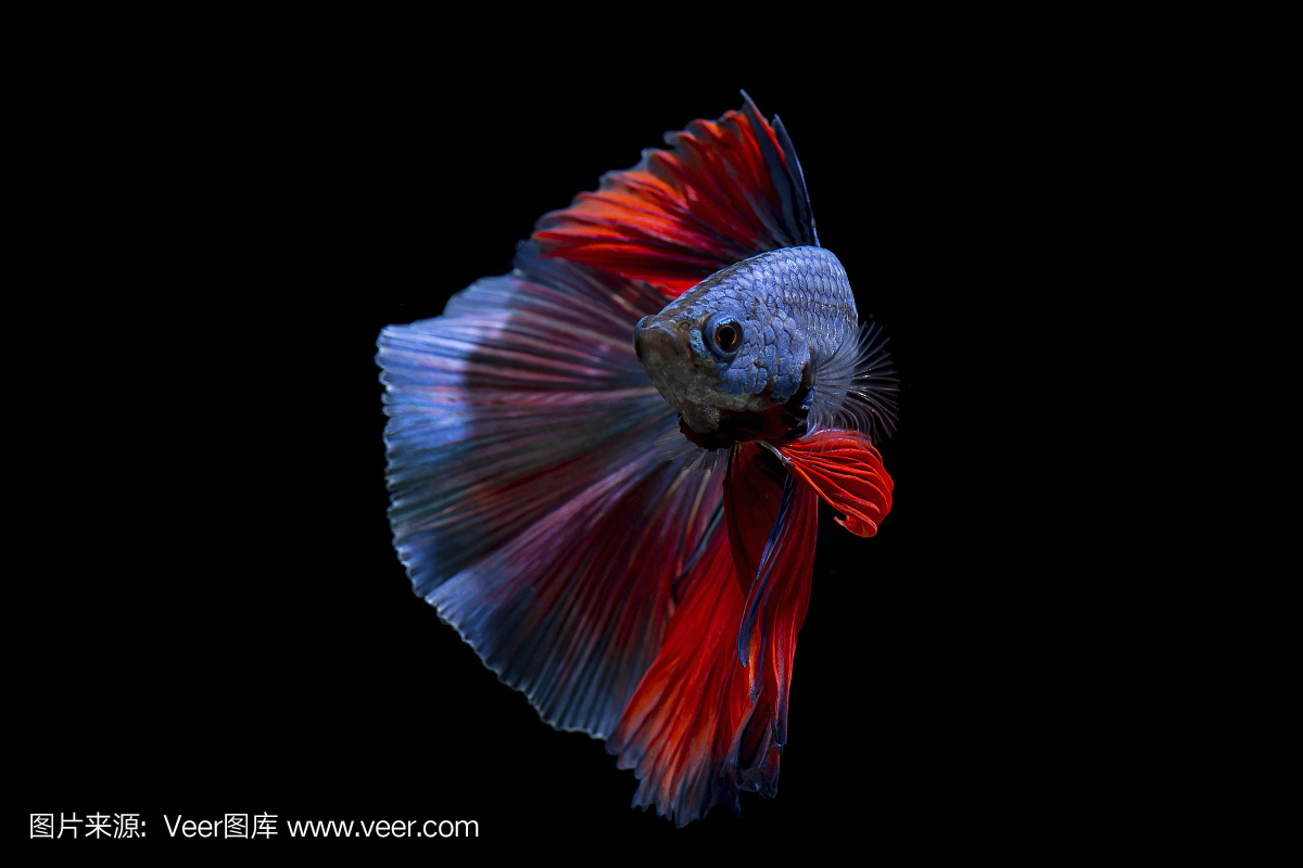 花式斗鱼鱼,紫罗兰色暹罗斗鱼在孤立的黑色背