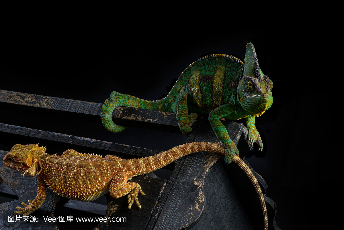 声囊,共鸣囊,面罩变色龙,蒙面变色龙