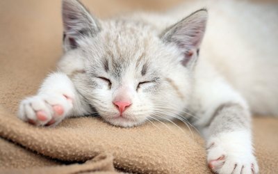 小猫猫可爱卖萌壁纸