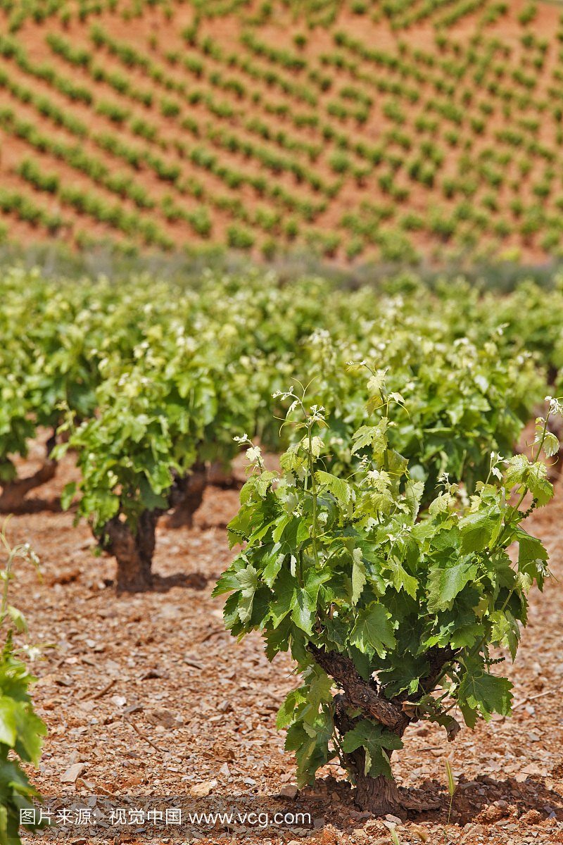 葡萄藤,Carinena,萨拉戈萨省,阿拉贡,西班牙