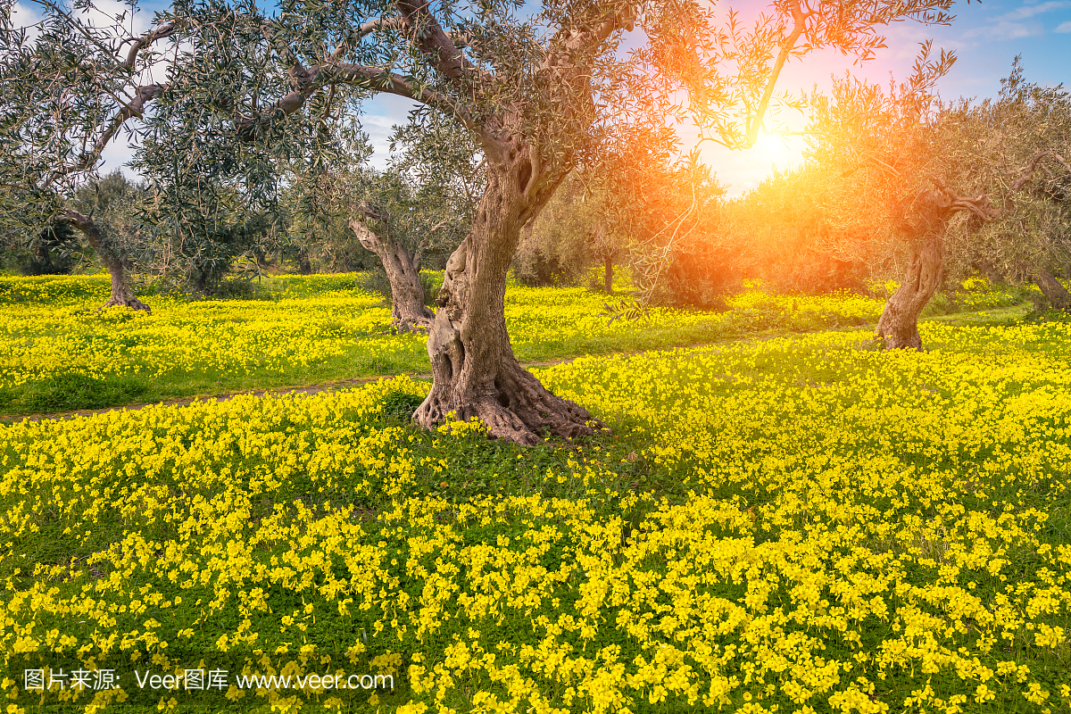 花园的美景。地点西西里岛,意大利,欧洲。美丽
