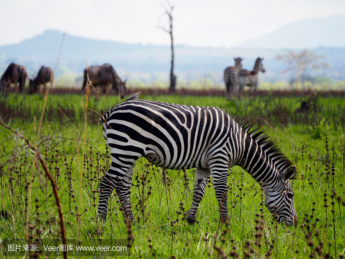 坦桑尼亚Mikumi国家公园