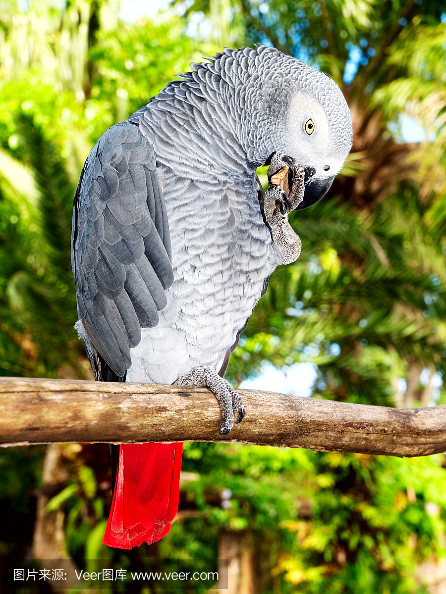 非洲灰鹦鹉,刚果灰鹦鹉,垂直画幅,野生动物