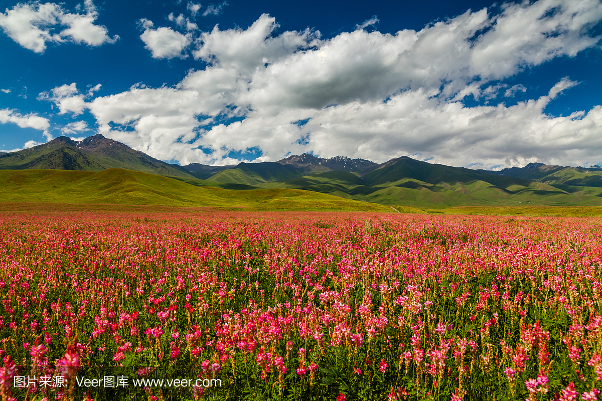 Blooming valley with green mountains. Kyrgyzst