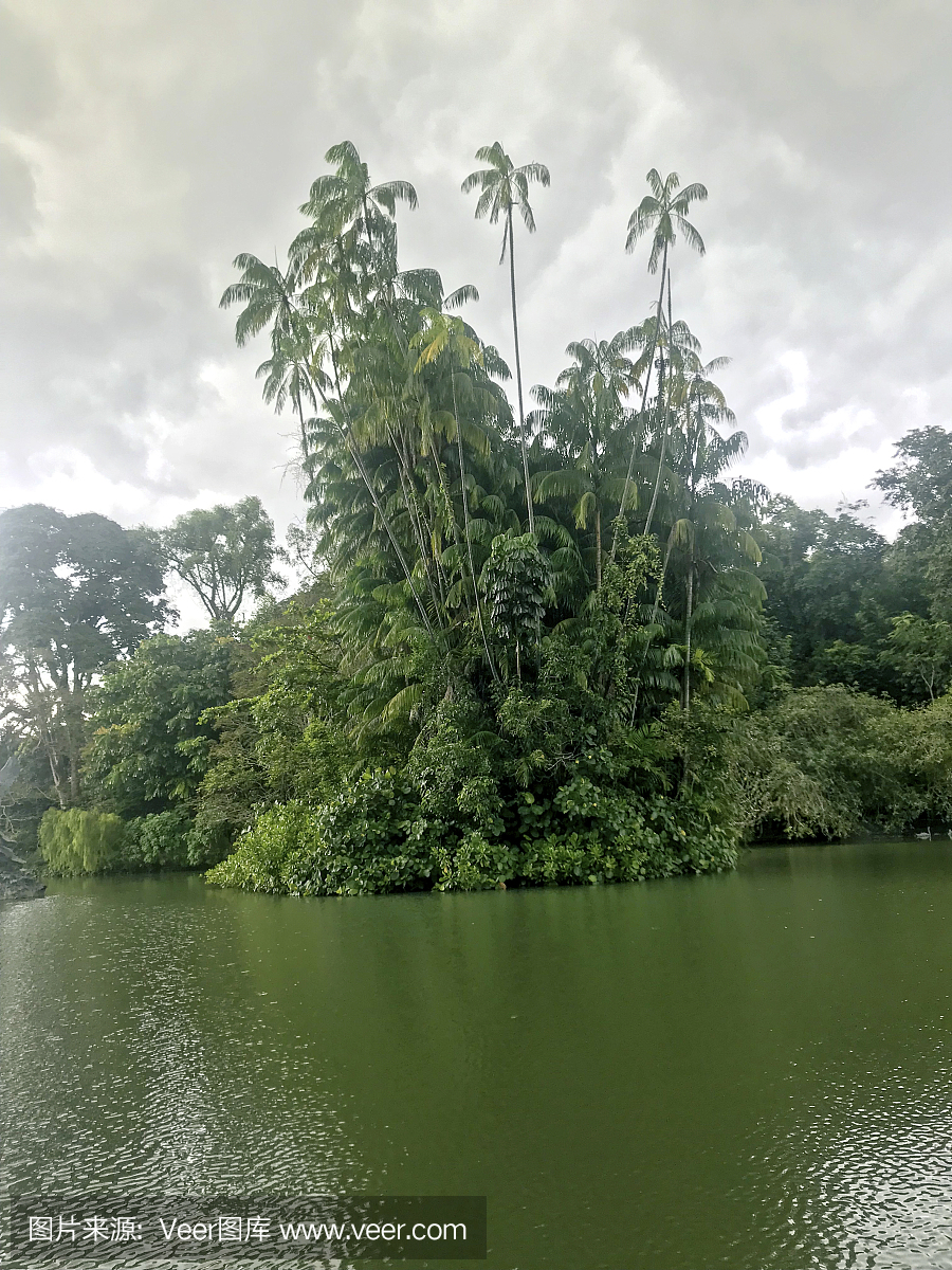 气候,新加坡,云景,簇叶从生的