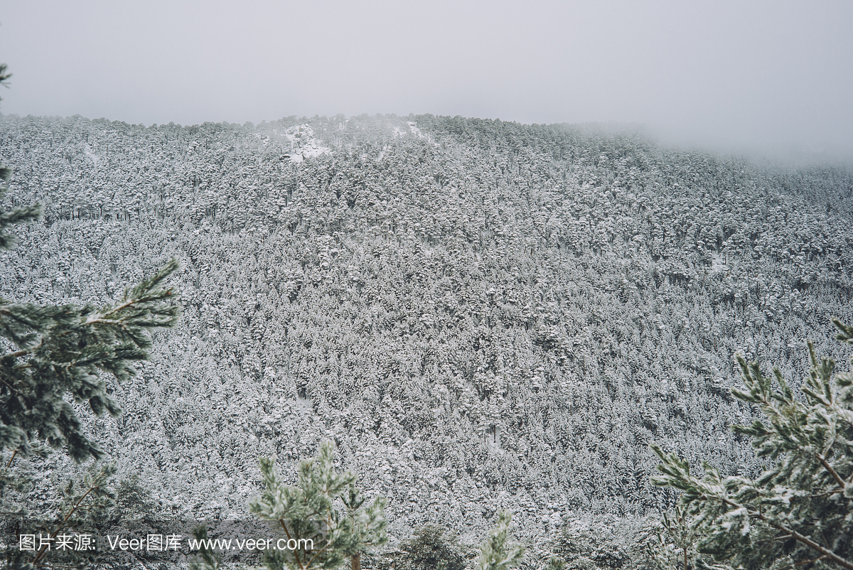 白雪皑皑的松树景观。西班牙马德里