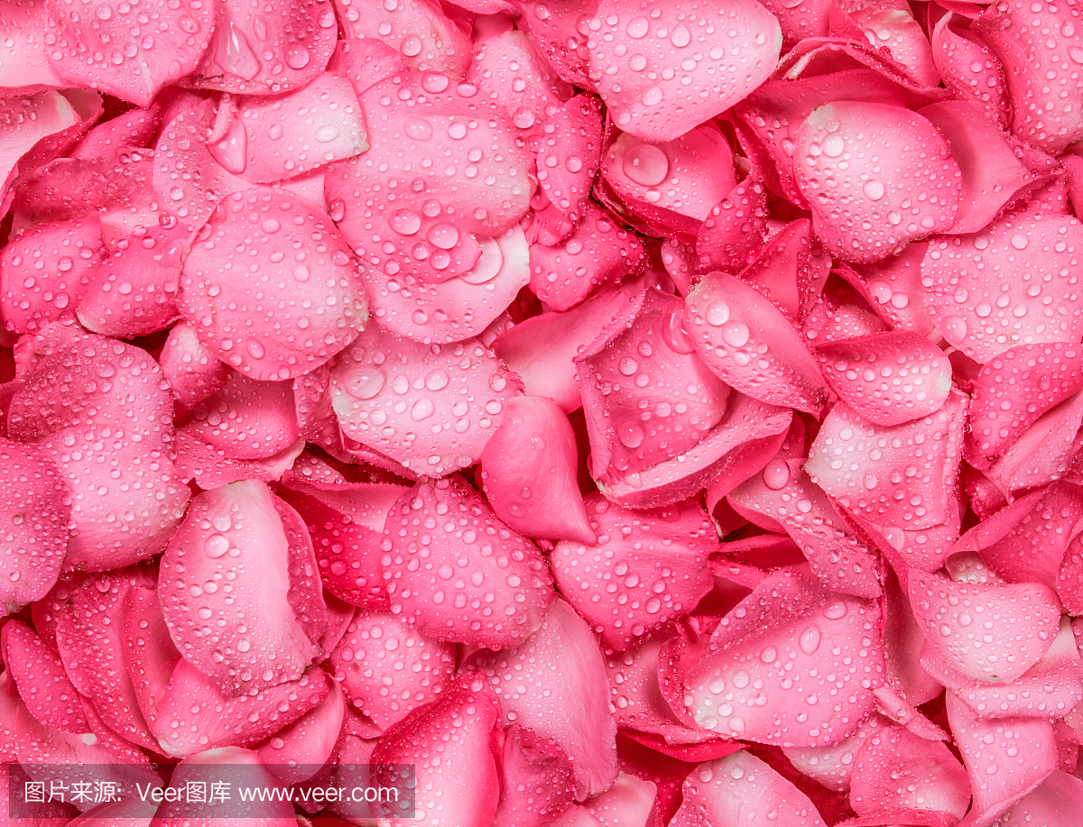 新鲜粉红玫瑰花瓣背景与水雨滴