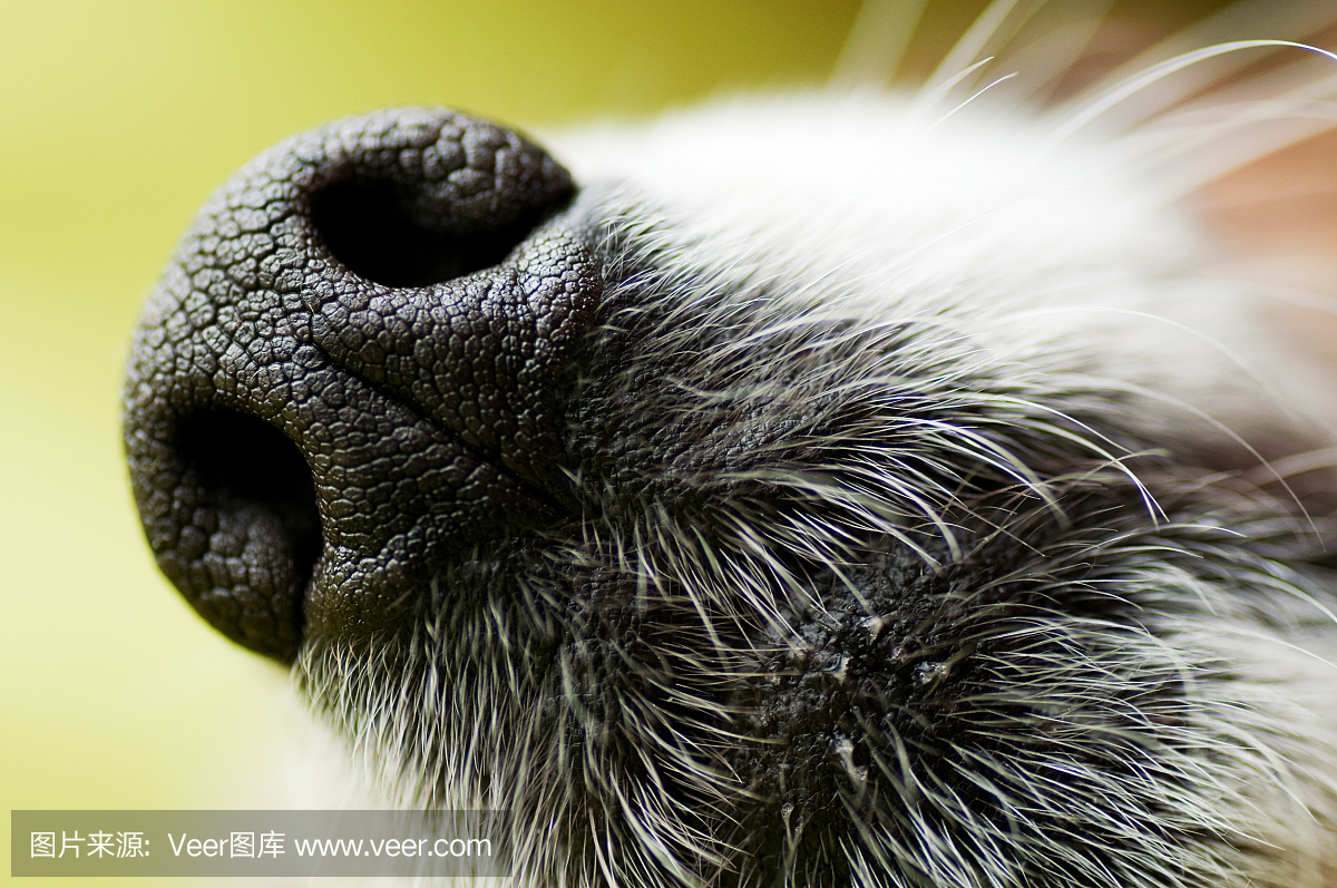 隆鼻手术,鼻子整容手术,隆鼻,鼻整形手术