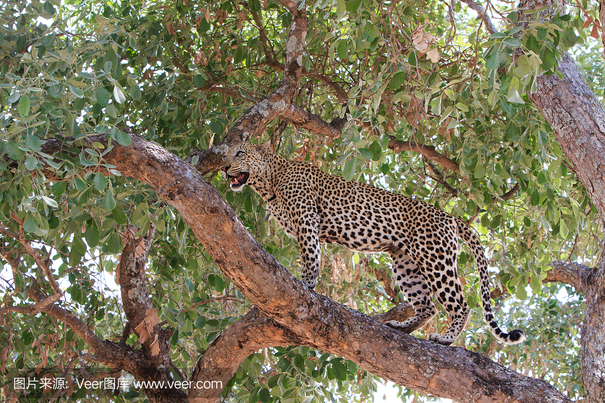 全裱非洲豹站在赞比亚南卢安瓜国家公园的一个