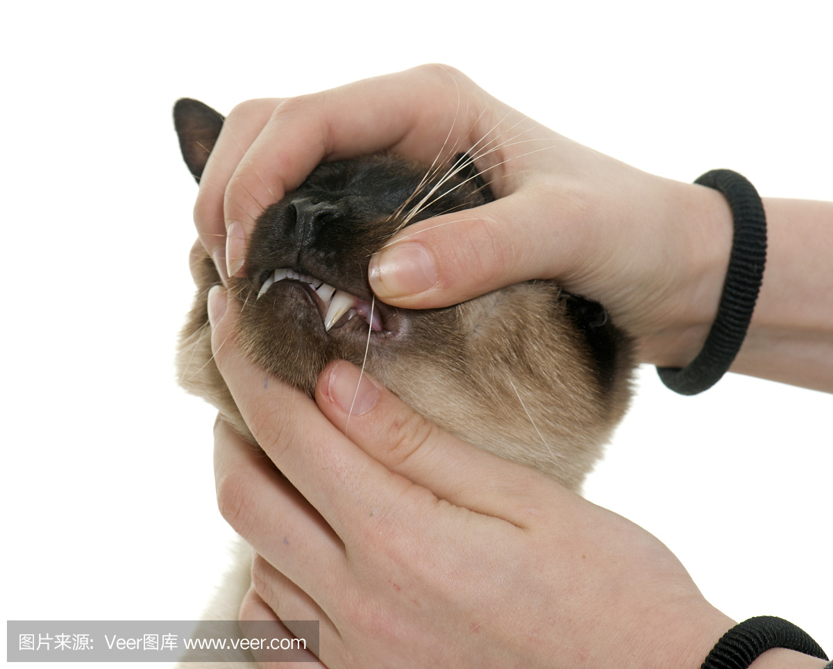 暹罗猫,雪鞋猫,褐色,动物嘴