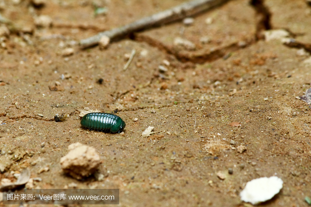 马达加斯加翡翠丸千足虫(Sphaerotheriida)