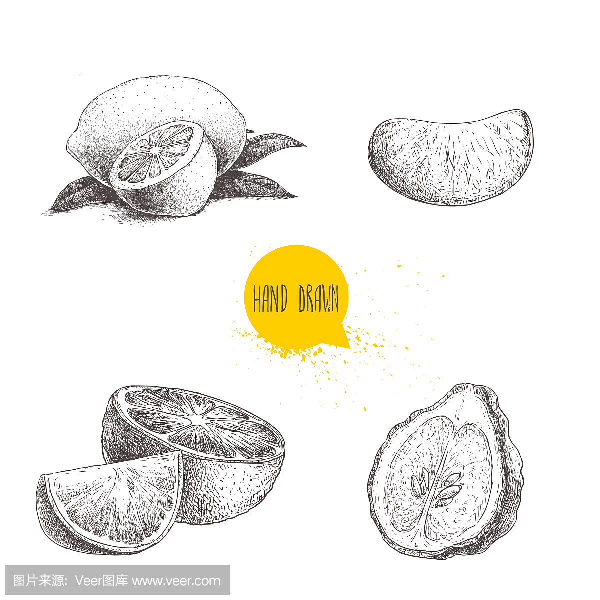 手绘素描风格柑橘类水果套。柠檬一半,石灰,橘