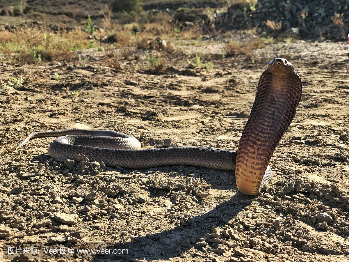 自然,眼镜蛇,野生动物,水平画幅