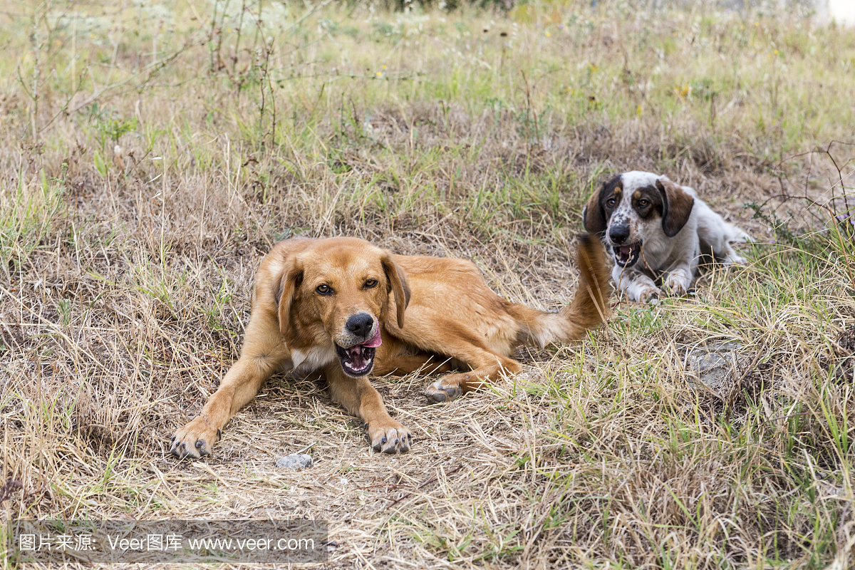可爱的,恐怖,蜱,狗
