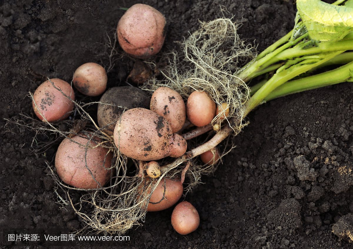 马铃薯,爱尔兰马铃薯,土豆,爱尔兰土豆