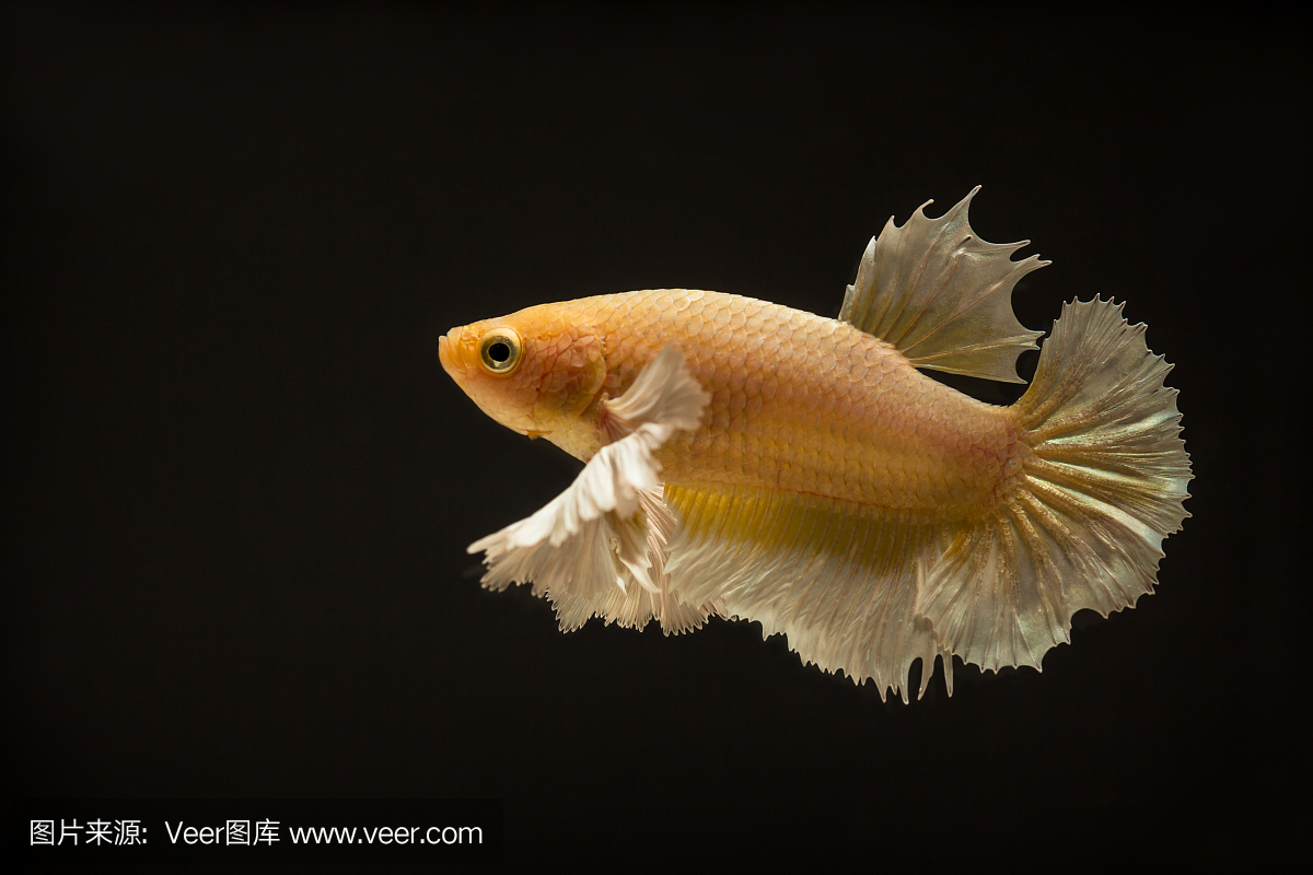 斗鱼或斗鱼在用于烘烤图片的特写视图中色彩鲜