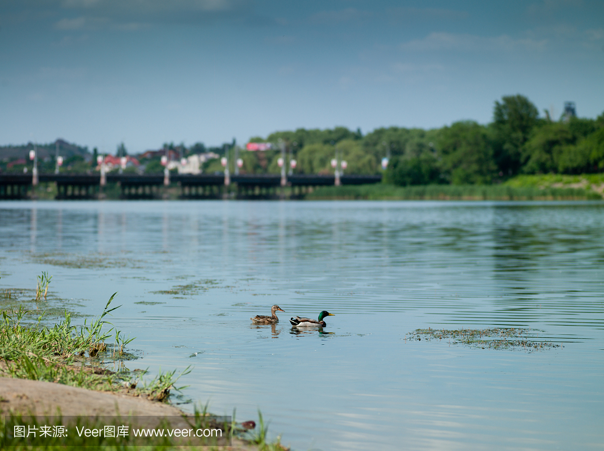 在顿涅茨克市的河上的鸭子