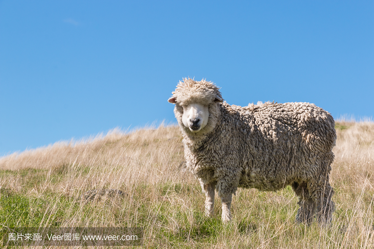 美利奴绵羊,美利奴,草丛,丘状草丛