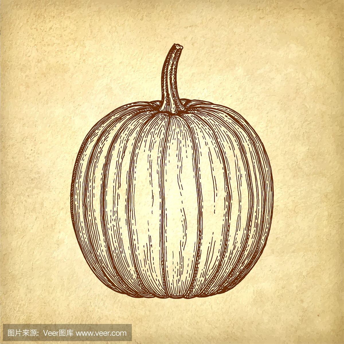 Ink sketch of pumpkin