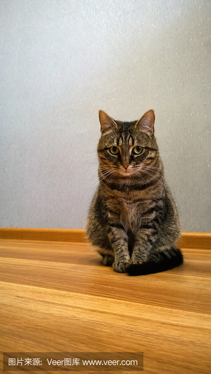 Beautifully elegant sitting cat. Looks guiltily at th