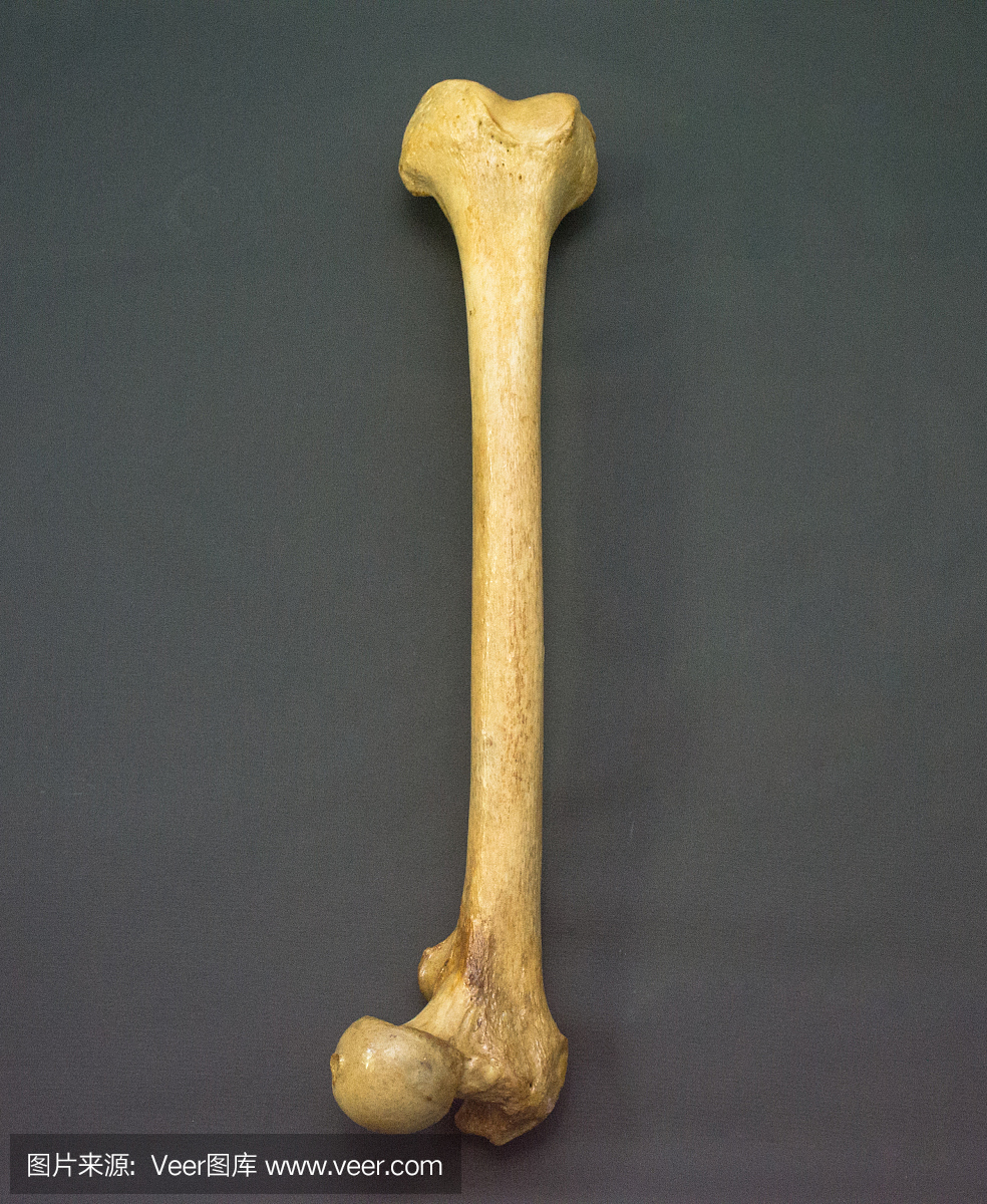 人类股骨 - 顶部位置 - 倒置位置2