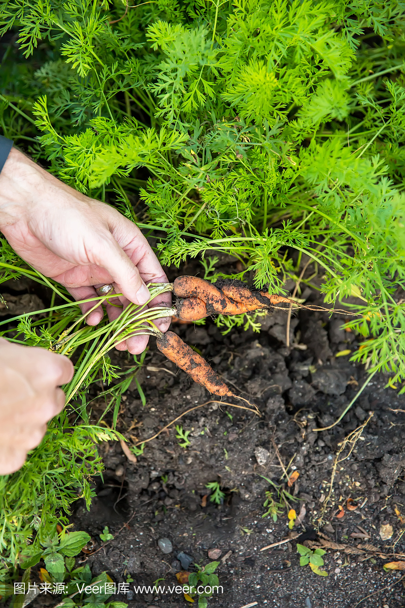 人在有机花园挖胡萝卜