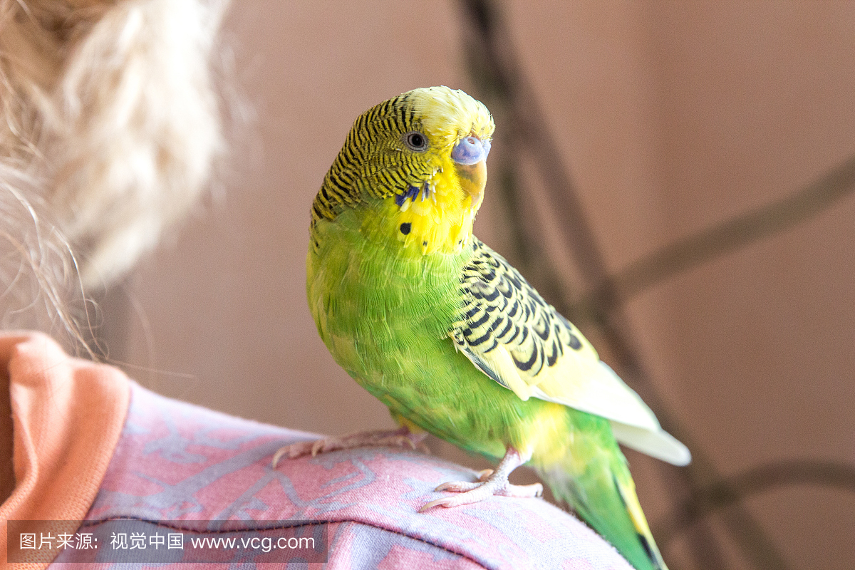 虎皮鹦鹉,澳洲长尾小鹦鹉,相思鹦鹉,老年人